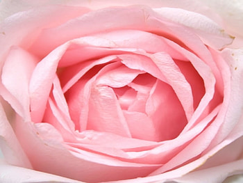 Pink Rose, rose, pink, , flower HD wallpaper