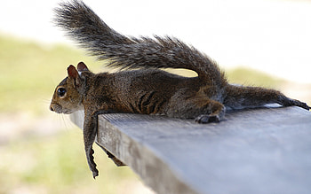 Funny squirrel , Cute squirrel background HD wallpaper
