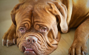 Animals, Dogs HD wallpaper