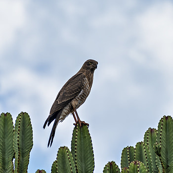 Animals, Bird, Predator, Cactus, Hawk HD phone wallpaper
