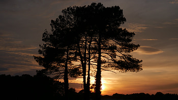 Nature, Trees, Sunset, Twilight, Dark, Dusk HD wallpaper