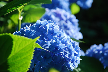 Flowers, Petals, Branch, Rhododendron HD wallpaper