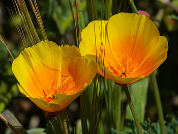 California Golden Poppies, poppies, sunlight, yellow, nature, flowers HD wallpaper