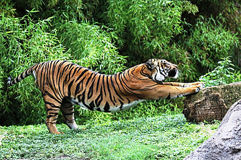 Animals, Grass, Stones, Tiger, Stretch HD wallpaper