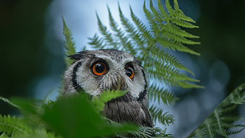 Owl, animal, nature, bird HD wallpaper