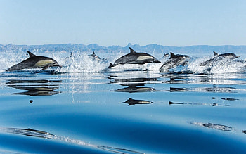Animals, Dolfins, Sea, Spray, Flock, Bounce, Jump HD wallpaper