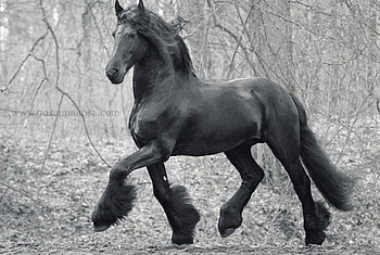 Stately Friesian, horses, black, frison, dutch, holland HD wallpaper