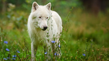 Arctic Wolf, , Arctic wilderness, Majestic predator HD wallpaper