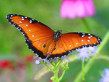 Queen, white, black, butterfly, green, flowers, orange, spots HD wallpaper