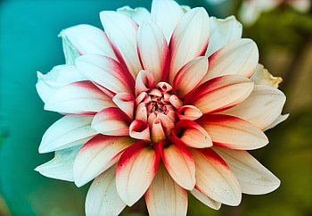 Dahlia, beauty of flower, close up HD wallpaper