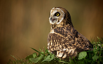 Birds, Animals, Owl HD wallpaper