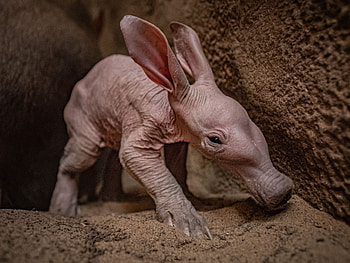 Meet Dobby the aardvark, Newborn aardvark named after Harry Potter's house elf, Enjoying aardvark cuteness, Aardvark in popular culture HD wallpaper