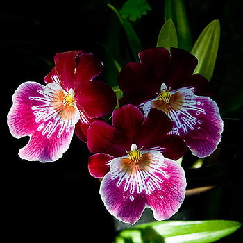 orchid, purple, beethoven, egzotic HD wallpaper