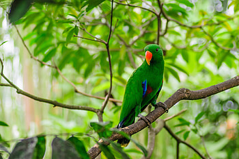 Animals, Parrots, Bird, Wood, Tree, Branch HD wallpaper