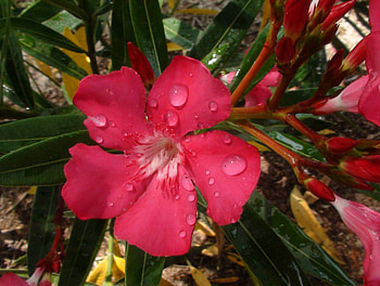 Pink Flower Dew 2, pink flower, nature, dew, flower HD wallpaper