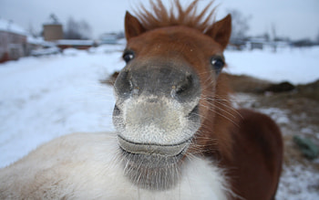 Animals, Horses HD wallpaper