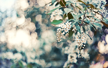 Flowers, Cherry, Leaves, Macro, Glare, Wood, Tree HD wallpaper