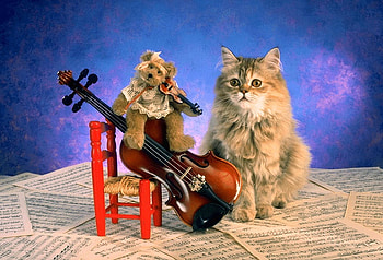 play it again, sweet, charming, musical, cute, adorable, wild, lovely HD wallpaper