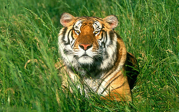 Animals, Tigers HD wallpaper