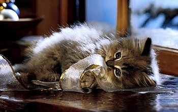 Kitty, kitten, cute, cat HD wallpaper