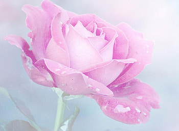 think pink, plants, soft, delecte, nice, rose, blossoms, bud, nature, flowers, blooms, lovely HD wallpaper