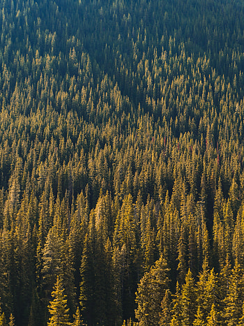 Nature, Trees, Pine, View From Above, Coniferous, Forest HD phone wallpaper