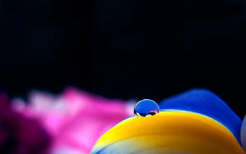 Colourful petal, abstract, 3d, beautiful, nature, flowers, amazing HD wallpaper
