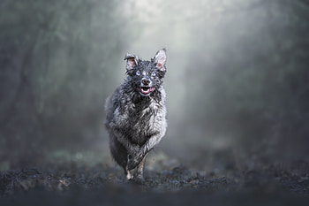 Animal, dog HD wallpaper