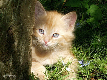 Grey eyes, kitten, grass, cat, fluffy HD wallpaper