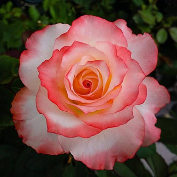 Rose, Macro, Flower, Close up HD wallpaper