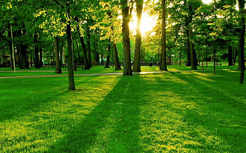 Tree, Nature, Beautiful Tree , topcom HD wallpaper
