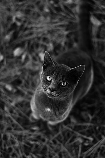 A stunning black and white portrait of a cat gazing upward amidst outdoor foliage. HD phone wallpaper