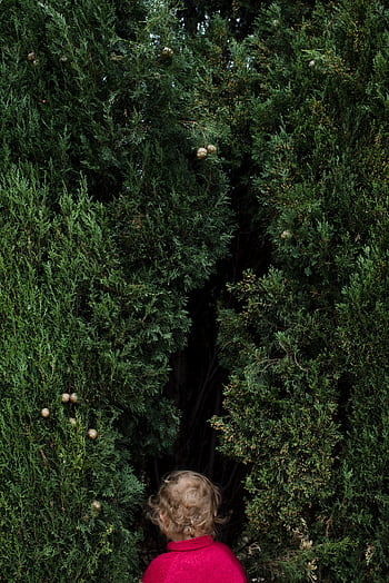 A young child in a red jacket exploring a lush green hedge maze, representing curiosity and adventure. HD phone wallpaper