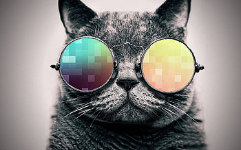 cool cat . By ToValhalla 1920 X 1200 HD wallpaper