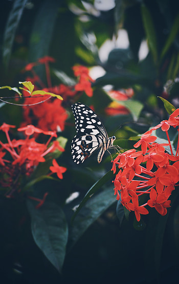 Animals, Flower, Pattern, Butterfly, Wings HD phone wallpaper