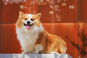 Animals, Dog, Protruding Tongue, Tongue Stuck Out, Redhead, Satisfied, Content, Welsh Corgi, Welsh Corgi Pembroke HD wallpaper