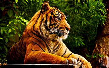 Animals, Tigers HD wallpaper