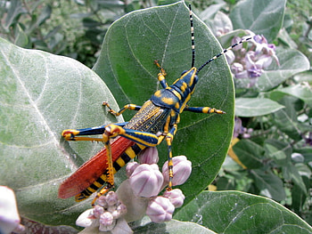 MULTI COLOURED GRASS HOPPERS, fascinating bug, rainbow, beauty on buds, the contrast HD wallpaper