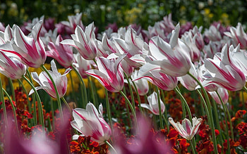 Nature, Flowers, Tulips, Striped HD wallpaper