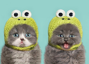 KittenFroggys, blue, kitten, sweet, animal, grey, cute, frog, cat, green, couple, funny, hat HD wallpaper