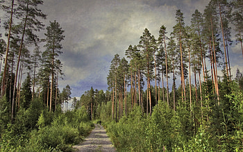 Nature, Trees, Pine, Clouds, Silhouette, Road, Trunks, Human, Person, Cyclist, High HD wallpaper