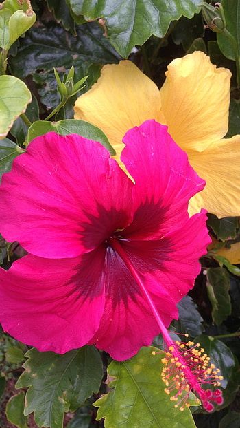 Hibiscus, Pink HD phone wallpaper