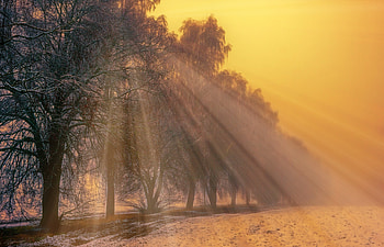 Foggy Trees Winter, fog, trees, winter, nature HD wallpaper