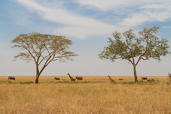 Serengeti National Park, Duniart graphy, Tanzania travel, African wildlife HD wallpaper