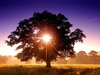 Tree of Life, purple, shining, sunlight, light, field, sky, tree HD wallpaper