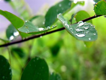 Plants, Leaves, Drops HD wallpaper