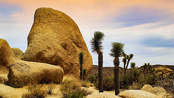 Joshua Trees, California in the evening, sky, rocks, landscape, clouds, usa, sunset HD wallpaper