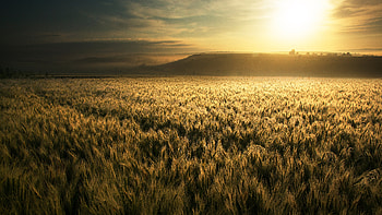 Beautiful Wheat Field And Landscape View Of Mountains Trees Under Blue Sky During Sunrise Nature HD wallpaper
