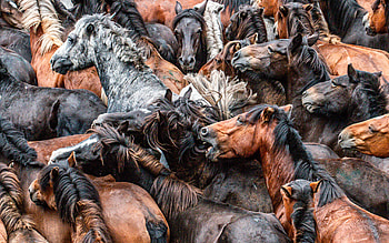 herd of horses, background with horses, horses concepts, wild animals, wildlife, horses HD wallpaper