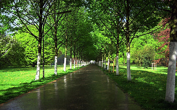 Alley, Nature, Trees, Road, Wet, Asphalt, Garden, Rows, Ranks HD wallpaper